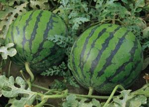 天涯爆料泰国西瓜视频,天涯爆料背后的真相与争议  第1张